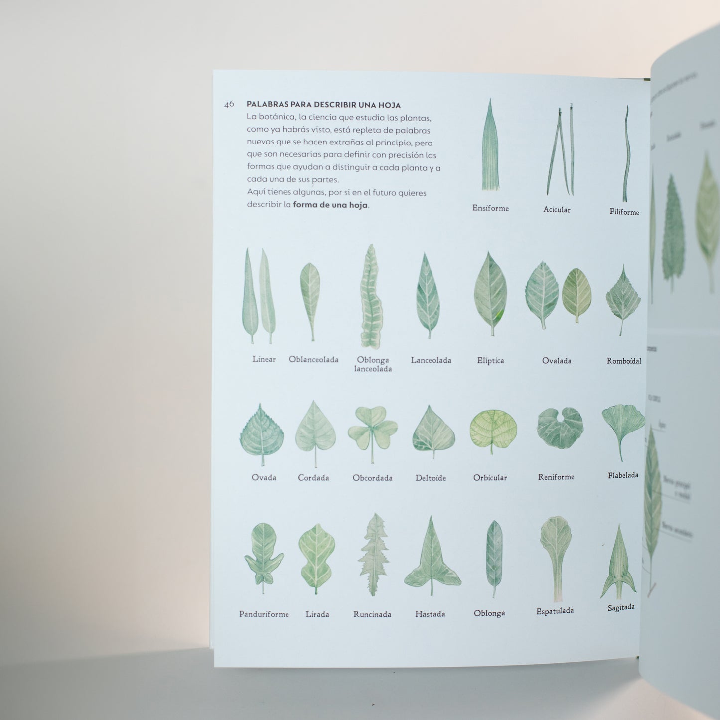 Un ramo de malas hierbas . Alex Nogués y María Pascual de la Torre